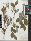 Foto von Salix glabra Scop.